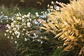 WATERPERRY GARDENS  OXFORDSHIRE: TRIAL BEDS AT DAWN WITH ANEMONE X HYBRIDA ANDREA ATKINSON AND CALAMAGROSTIS BRACHYTRICHA