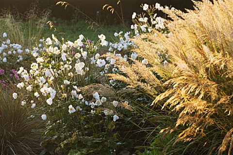 WATERPERRY_GARDENS__OXFORDSHIRE_TRIAL_BEDS_AT_DAWN_WITH_ANEMONE_X_HYBRIDA_ANDREA_ATKINSON_AND_CALAMA
