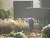 WATERPERRY GARDENS  OXFORDSHIRE: GARDENER IN THE TRIAL BEDS AT DAWN