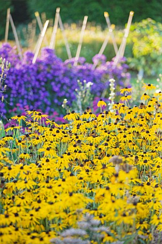 WATERPERRY_GARDENS__OXFORDSHIRE_RUDBECKIAS_AND_ASTERS_IN_THE_TRIAL_BEDS