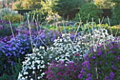 WATERPERRY GARDENS  OXFORDSHIRE: ASTERS IN THE TRIAL BEDS