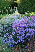WATERPERRY GARDENS  OXFORDSHIRE: ASTERS IN THE TRIAL BEDS