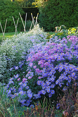 WATERPERRY_GARDENS__OXFORDSHIRE_ASTERS_IN_THE_TRIAL_BEDS