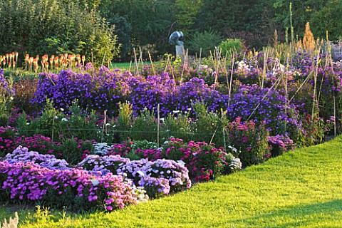 WATERPERRY_GARDENS__OXFORDSHIRE_ASTERS_IN_THE_TRIAL_BEDS__EVENING_LIGHT