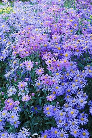 WATERPERRY_GARDENS__OXFORDSHIRE_ASTERS_IN_THE_TRIAL_BEDS__EVENING_LIGHT