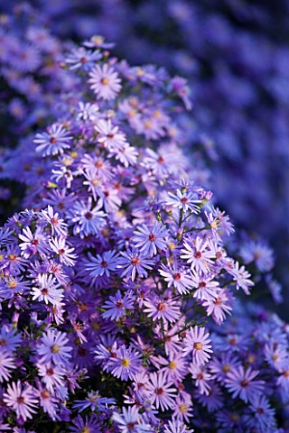 WATERPERRY_GARDENS__OXFORDSHIRE_ASTER_LITTLE_CARLOW__IN_THE_TRIAL_BEDS__EVENING_LIGHT