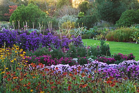 WATERPERRY_GARDENS__OXFORDSHIRE_HELENIUMS__RUDBECKIAS_AND_ASTERS_IN_THE_TRIAL_BEDS__EVENING_LIGHT