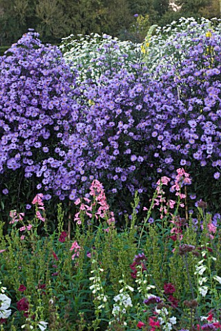 WATERPERRY_GARDENS__OXFORDSHIRE_PENSTEMONS_AND_ASTERS_IN_THE_TRIAL_BEDS