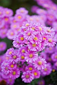 WATERPERRY GARDENS  OXFORDSHIRE: ASTER HARRINGTONS PINK