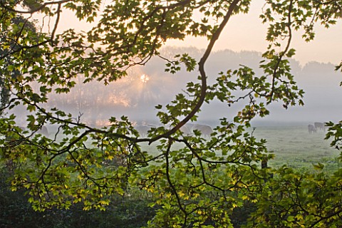 WATERPERRY_GARDENS__OXFORDSHIRE_VIEW_ACROSS_THE_RIVER_THAME_AT_DAWN_WITH_COWS_IN_FIELD