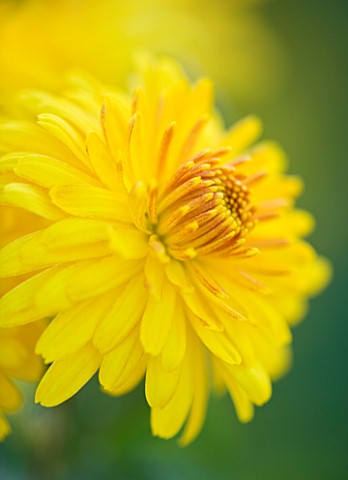 WATERPERRY_GARDENS__OXFORDSHIRE_YELLOW_FLOWER_OF_DENDRANTHEMA_SUNNY_IGLOO