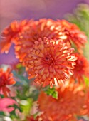 WATERPERRY GARDENS  OXFORDSHIRE: ORANGE FLOWERS OF DENDRANTHEMA ROSY IGLOO