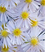 WATERPERRY GARDENS  OXFORDSHIRE: WHITE FLOWERS OF ASTER NOVI-BELGII DIETGARD