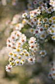 WATERPERRY GARDENS  OXFORDSHIRE: WHITE FLOWERS OF ASTER ERICOIDES SULPHUREA