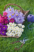 WATERPERRY GARDENS  OXFORDSHIRE: AUTUMN FLOWERING DAISIES - ASTERS IN TRUG ON LAWN - STYLING BY JACKY HOBBS