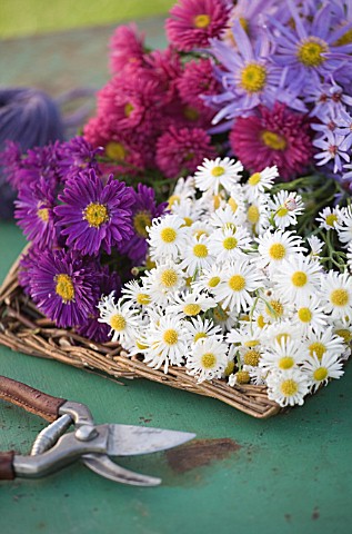 WATERPERRY_GARDENS__OXFORDSHIRE_AUTUMN_FLOWERING_ASTERS_AND_DAISIES_IN_TRUG_ON_GREEN_METAL_TABLE__ST
