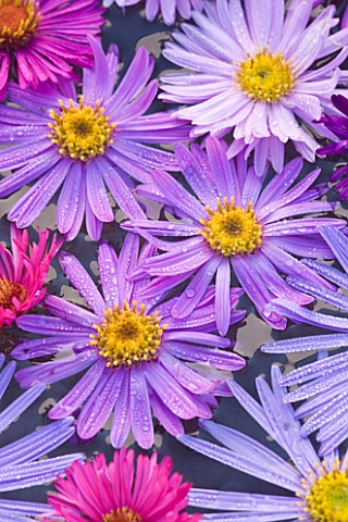 WATERPERRY_GARDENS__OXFORDSHIRE_FLOWER_HEADS_OF_AUTUMN_FLOWERING_ASTERS_FLOATING_IN_WATER