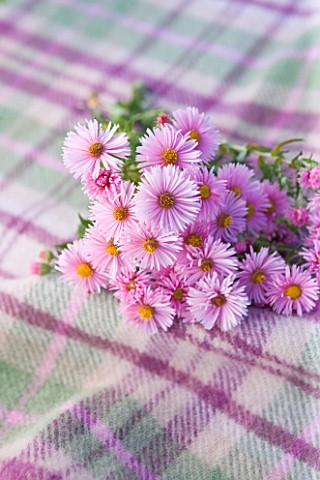 WATERPERRY_GARDENS__OXFORDSHIRE_ASTER_HARRINGTONS_PINK