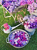 WATERPERRY GARDENS  OXFORDSHIRE: ASTERS IN AUTUMN ON LAWN IN BUCKETS  WHEELBARROW  WATERING CAN AND METAL BOWL - STYLING BY JACKY HOBBS