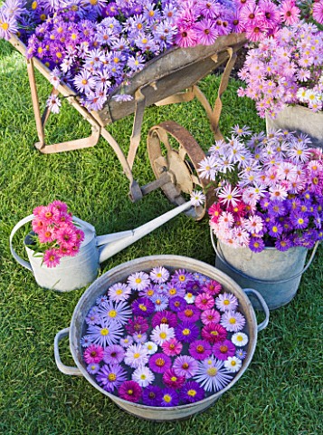 WATERPERRY_GARDENS__OXFORDSHIRE_ASTERS_IN_AUTUMN_ON_LAWN_IN_BUCKETS__WHEELBARROW__WATERING_CAN_AND_M