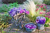 WATERPERRY GARDENS  OXFORDSHIRE: ASTERS IN AUTUMN BESIDE STIPA TENUISSIMA AND SEDUMS  IN BUCKETS  WHEELBARROW AND FLOATING IN METAL BOWL. STYLING BY JACKY HOBBS