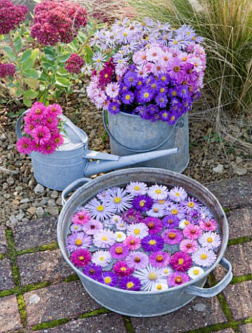 WATERPERRY_GARDENS__OXFORDSHIRE_ASTERS_IN_AUTUMN_BESIDE_STIPA_TENUISSIMA_AND_SEDUMS__IN_BUCKET__WATE