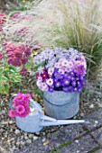 WATERPERRY GARDENS  OXFORDSHIRE: ASTERS IN AUTUMN BESIDE STIPA TENUISSIMA AND SEDUMS  IN BUCKET AND METAL WATERING CAN. STYLING BY JACKY HOBBS