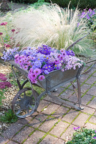 WATERPERRY_GARDENS__OXFORDSHIRE_ASTERS_IN_AUTUMN_BESIDE_STIPA_TENUISSIMA_AND_SEDUMS_IN_WHEELBARROW_S
