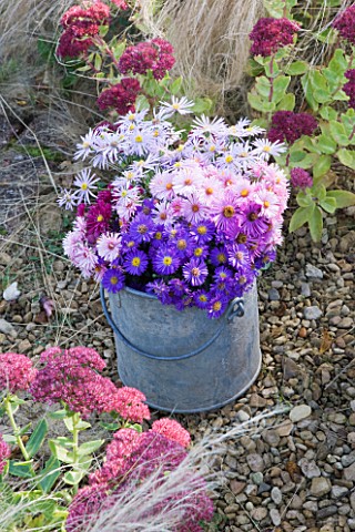WATERPERRY_GARDENS__OXFORDSHIRE_ASTERS_IN_AUTUMN_IN_METAL_BUCKET_STYLING_BY_JACKY_HOBBS