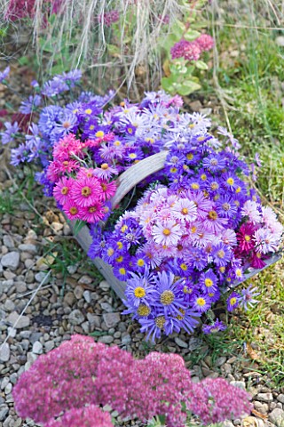 WATERPERRY_GARDENS__OXFORDSHIRE_ASTERS_IN_AUTUMN_BESIDE_STIPA_TENUISSIMA_AND_SEDUMS_IN_TRUG_STYLING_
