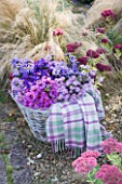 WATERPERRY GARDENS  OXFORDSHIRE: ASTERS IN AUTUMN BESIDE STIPA TENUISSIMA AND SEDUMS IN WICKER BASKET WITH BLANKET. STYLING BY JACKY HOBBS
