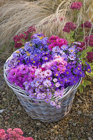 WATERPERRY_GARDENS__OXFORDSHIRE_ASTERS_IN_AUTUMN_BESIDE_STIPA_TENUISSIMA_AND_SEDUMS_IN_WICKER_BASKET