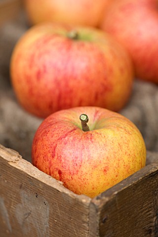 APPLE__MALUS_CHARLES_ROSS__RHS_LONDON_AUTUMN_HARVEST_SHOW_2011_STYLING_BY_JACKY_HOBBS
