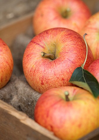 APPLE__MALUS_CHARLES_ROSS__RHS_LONDON_AUTUMN_HARVEST_SHOW_2011_STYLING_BY_JACKY_HOBBS