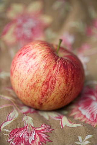 APPLE__MALUS_LAXTONS_FORTUNE__RHS_LONDON_AUTUMN_HARVEST_SHOW_2011_STYLING_BY_JACKY_HOBBS