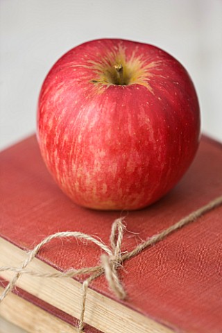 APPLE__MALUS_JESTER__RHS_LONDON_AUTUMN_HARVEST_SHOW_2011_STYLING_BY_JACKY_HOBBS