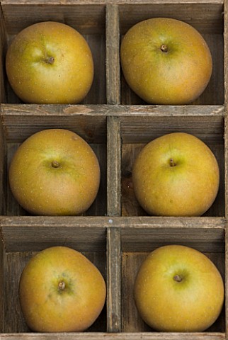 APPLES__MALUS_EGREMONT_RUSSET__RHS_LONDON_AUTUMN_HARVEST_SHOW_2011_STYLING_BY_JACKY_HOBBS