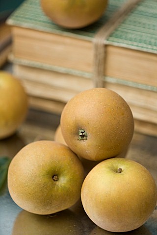 APPLES__MALUS_EGREMONT_RUSSET__RHS_LONDON_AUTUMN_HARVEST_SHOW_2011_STYLING_BY_JACKY_HOBBS
