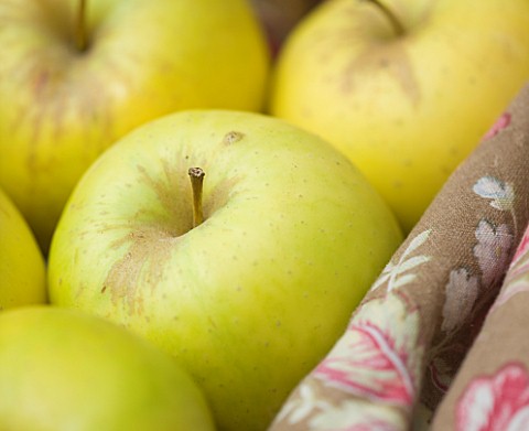 APPLES__MALUS_GREENSLEEVES__RHS_LONDON_AUTUMN_HARVEST_SHOW_2011_STYLING_BY_JACKY_HOBBS