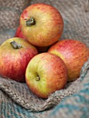 APPLES - MALUS KING OF THE PIPPINS - RHS LONDON AUTUMN HARVEST SHOW 2011. STYLING BY JACKY HOBBS