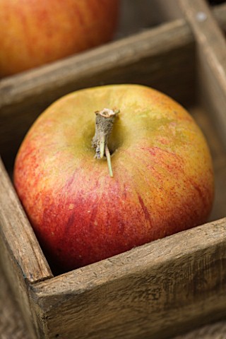 APPLE__MALUS_KING_OF_THE_PIPPINS__RHS_LONDON_AUTUMN_HARVEST_SHOW_2011_STYLING_BY_JACKY_HOBBS