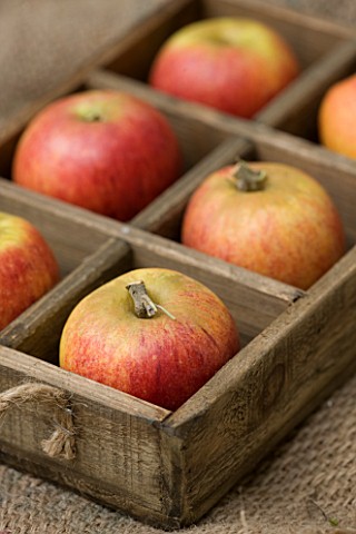 APPLES__MALUS_KING_OF_THE_PIPPINS__RHS_LONDON_AUTUMN_HARVEST_SHOW_2011_STYLING_BY_JACKY_HOBBS