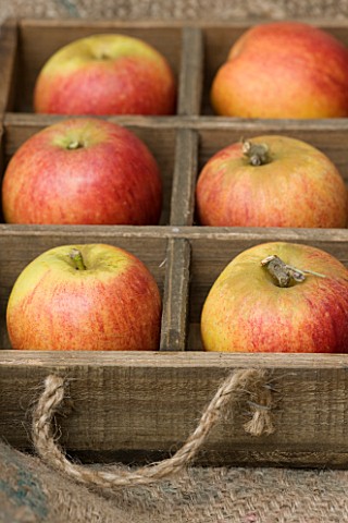 APPLES__MALUS_KING_OF_THE_PIPPINS__RHS_LONDON_AUTUMN_HARVEST_SHOW_2011_STYLING_BY_JACKY_HOBBS