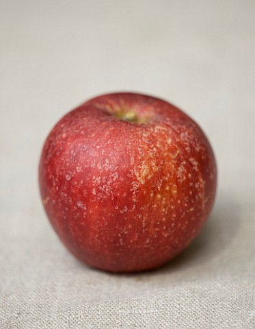 APPLE__MALUS_RED_WINDSOR__RHS_LONDON_AUTUMN_HARVEST_SHOW_2011_STYLING_BY_JACKY_HOBBS