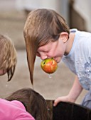 APPLE BOBBING - WATERPERRY APPLE DAY EVENT  WATERPERRY GARDENS  OXFORDSHIRE