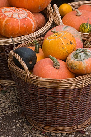 PUMPKINS__SQUASHES_AND_GOURDS___WATERPERRY_APPLE_DAY_EVENT__WATERPERRY_GARDENS__OXFORDSHIRE