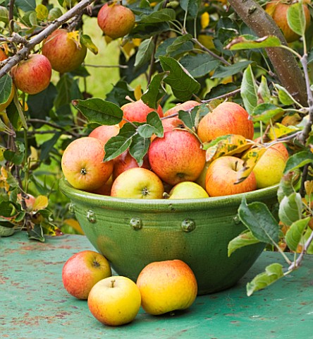 APPLES_IN_A_GREEN_CONTAINER_ON_GREEN_TABLE_IN_THE_ORCHARDS__WATERPERRY_APPLE_DAY_EVENT__WATERPERRY_G