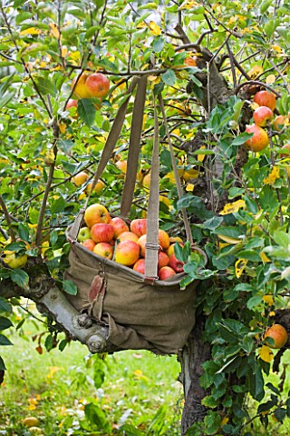 APPLES_IN_A_BAG_IN_THE_ORCHARDS__WATERPERRY_APPLE_DAY_EVENT__WATERPERRY_GARDENS__OXFORDSHIRE_STYLING