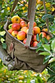 APPLES IN A BAG IN THE ORCHARDS - WATERPERRY APPLE DAY EVENT  WATERPERRY GARDENS  OXFORDSHIRE. STYLING BY JACKY HOBBS