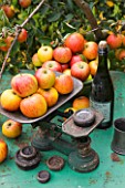 APPLES ON OLD SCALES ON GREEN TABLE IN THE ORCHARDS - WATERPERRY APPLE DAY EVENT  WATERPERRY GARDENS  OXFORDSHIRE. STYLING BY JACKY HOBBS